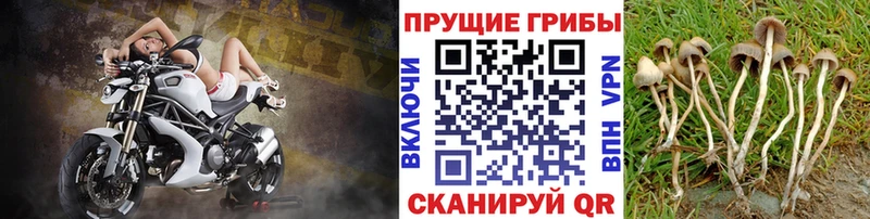 Псилоцибиновые грибы мухоморы  купить   Берёзовский 